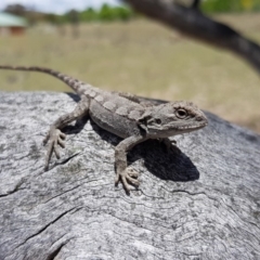 Amphibolurus muricatus (Jacky Lizard) at Royalla, NSW - 29 Nov 2018 by RobSpeirs