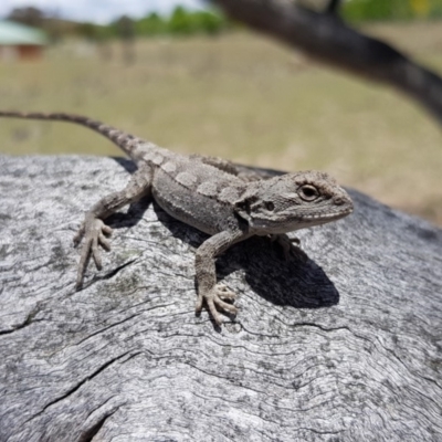 Amphibolurus muricatus (Jacky Lizard) at Royalla, NSW - 29 Nov 2018 by RobSpeirs