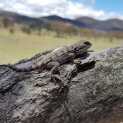 Amphibolurus muricatus at Royalla, NSW - 29 Nov 2018 12:22 PM