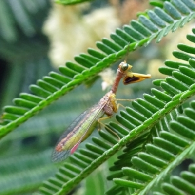 Mantispidae (family) (Unidentified mantisfly) at Sth Tablelands Ecosystem Park - 28 Nov 2018 by galah681