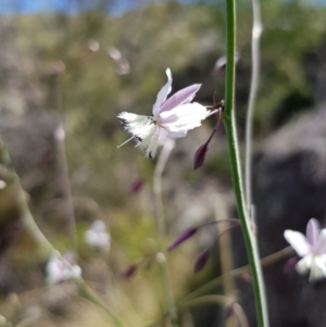 Arthropodium milleflorum at Googong, NSW - 29 Nov 2018