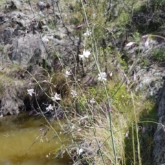 Arthropodium milleflorum at Googong, NSW - 29 Nov 2018