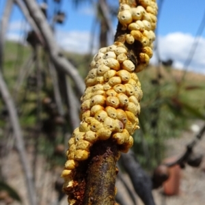 Eriococcus confusus at Molonglo Valley, ACT - 29 Nov 2018 10:54 AM