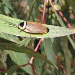 Ellipsidion australe (Austral Ellipsidion cockroach) at Sth Tablelands Ecosystem Park - 28 Nov 2018 by galah681