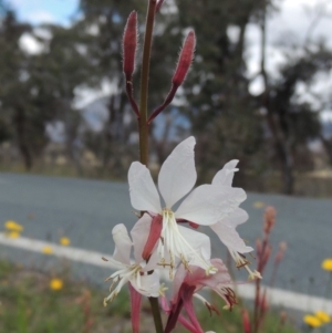 Oenothera lindheimeri at Gordon, ACT - 29 Nov 2018 12:24 PM