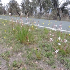 Oenothera lindheimeri at Gordon, ACT - 29 Nov 2018 12:24 PM