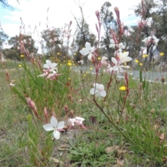 Oenothera lindheimeri at Gordon, ACT - 29 Nov 2018