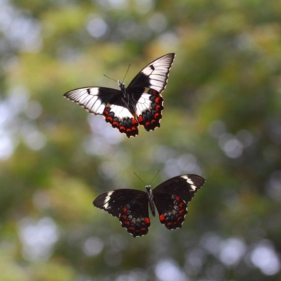 Papilio aegeus (Orchard Swallowtail, Large Citrus Butterfly) at Acton, ACT - 27 Nov 2018 by TimL