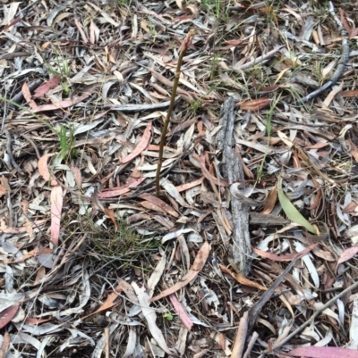 Dipodium roseum (Rosy Hyacinth Orchid) at Watson, ACT - 29 Nov 2018 by petersan