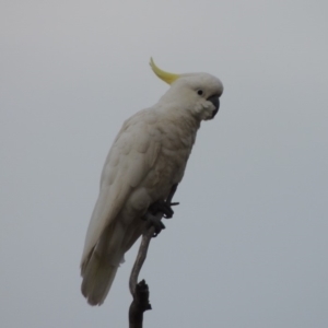 Cacatua galerita at Gordon, ACT - 29 Nov 2018