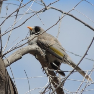 Manorina melanocephala at Gordon, ACT - 29 Nov 2018