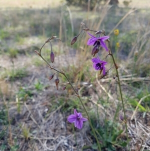 Arthropodium fimbriatum at Paddys River, ACT - 30 Nov 2018