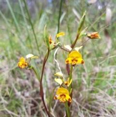 Diuris semilunulata (Late Leopard Orchid) at Tennent, ACT - 18 Nov 2018 by rangerstacey