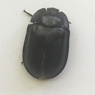 Pterohelaeus piceus (Pie-dish beetle) at Hughes, ACT - 30 Nov 2018 by ruthkerruish