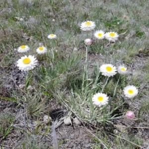 Leucochrysum sp. at Mount Clear, ACT - 17 Nov 2018