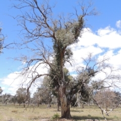 Eucalyptus blakelyi (Blakely's Red Gum) at Lanyon - northern section - 29 Nov 2018 by michaelb