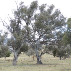 Eucalyptus blakelyi at Gordon, ACT - 29 Nov 2018