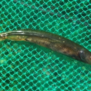Galaxias olidus at Mount Clear, ACT - 27 Nov 2018 01:45 PM