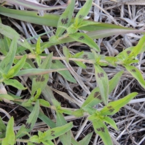 Persicaria prostrata at Gordon, ACT - 29 Nov 2018