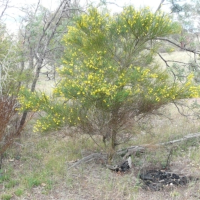 Cytisus scoparius subsp. scoparius (Scotch Broom, Broom, English Broom) at Weetangera, ACT - 15 Nov 2018 by pinnaCLE