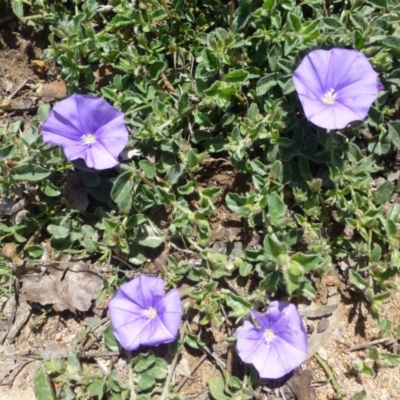 Convolvulus sabatius (Blue Rock Bindweed) at Conder, ACT - 30 Nov 2018 by RWPurdie