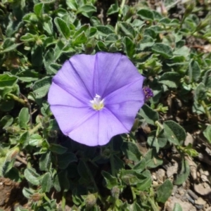 Convolvulus sabatius at Conder, ACT - 30 Nov 2018