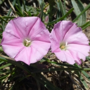 Convolvulus angustissimus subsp. angustissimus at Gordon, ACT - 30 Nov 2018