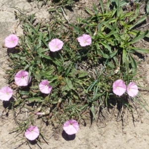 Convolvulus angustissimus subsp. angustissimus at Gordon, ACT - 30 Nov 2018