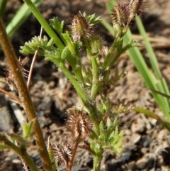 Daucus glochidiatus (Australian Carrot) at Dunlop, ACT - 29 Nov 2018 by CathB