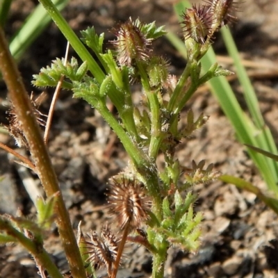 Daucus glochidiatus (Australian Carrot) at Dunlop, ACT - 29 Nov 2018 by CathB