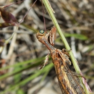 Mantispidae (family) at Dunlop, ACT - 29 Nov 2018 03:44 PM