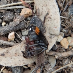 Fabriogenia sp. (genus) at Dunlop, ACT - 29 Nov 2018