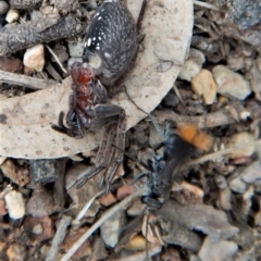 Fabriogenia sp. (genus) at Dunlop, ACT - 29 Nov 2018