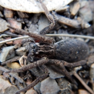 Mituliodon tarantulinus at Dunlop, ACT - 29 Nov 2018 04:22 PM