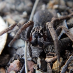 Mituliodon tarantulinus at Dunlop, ACT - 29 Nov 2018 04:22 PM