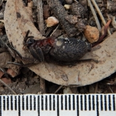 Mituliodon tarantulinus at Dunlop, ACT - 29 Nov 2018 04:22 PM