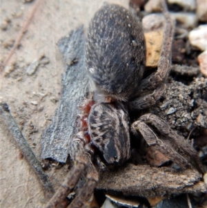 Mituliodon tarantulinus at Dunlop, ACT - 29 Nov 2018 04:22 PM