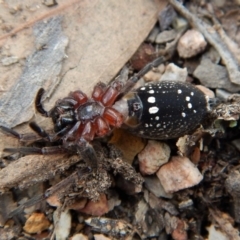 Mituliodon tarantulinus at Dunlop, ACT - 29 Nov 2018 04:22 PM