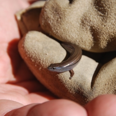 Hemiergis talbingoensis (Three-toed Skink) at Bango, NSW - 6 May 2018 by Renzy357