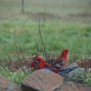 Platycercus elegans at Bango, NSW - 11 Mar 2018