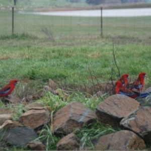 Platycercus elegans at Bango, NSW - 11 Mar 2018