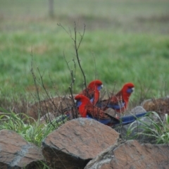 Platycercus elegans at Bango, NSW - 11 Mar 2018