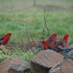 Platycercus elegans at Bango, NSW - 11 Mar 2018