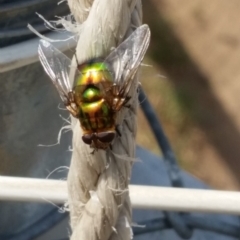Rutilia sp. (genus) (A Rutilia bristle fly, subgenus unknown) at Bango, NSW - 3 Nov 2018 by Renzy357