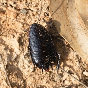 Platyzosteria melanaria at Michelago, NSW - 3 Nov 2018 05:44 PM