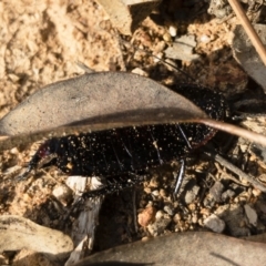 Platyzosteria melanaria at Michelago, NSW - 3 Nov 2018 05:44 PM