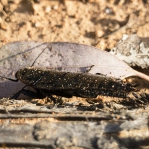 Platyzosteria melanaria at Michelago, NSW - 3 Nov 2018 05:44 PM