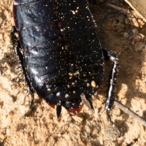 Platyzosteria melanaria at Michelago, NSW - 3 Nov 2018 05:44 PM