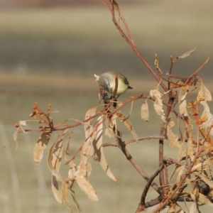 Acanthiza chrysorrhoa at Bango, NSW - 11 Oct 2018