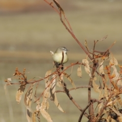 Acanthiza chrysorrhoa at Bango, NSW - 11 Oct 2018